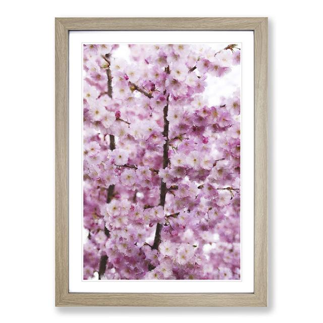 Pink Cherry Blossom Flowers Vol.2 - Picture Frame Graphic Art East Urban Home Frame Option: Oak Framed, Size: 65cm H x 48cm W x 2cm D on Productcaster.