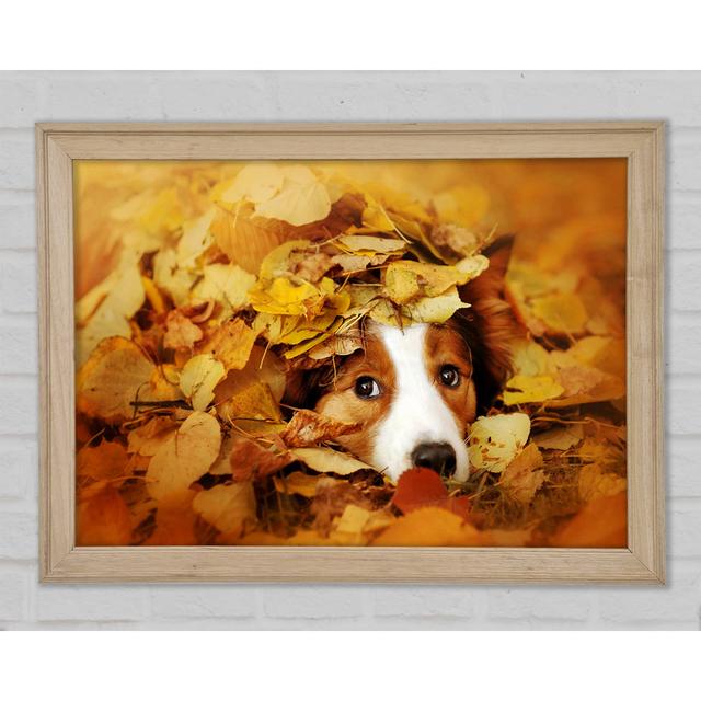 Dog In Autumn Leaves - Print 17 Stories Size: 29.7cm H x 42cm W x 1.5cm D on Productcaster.