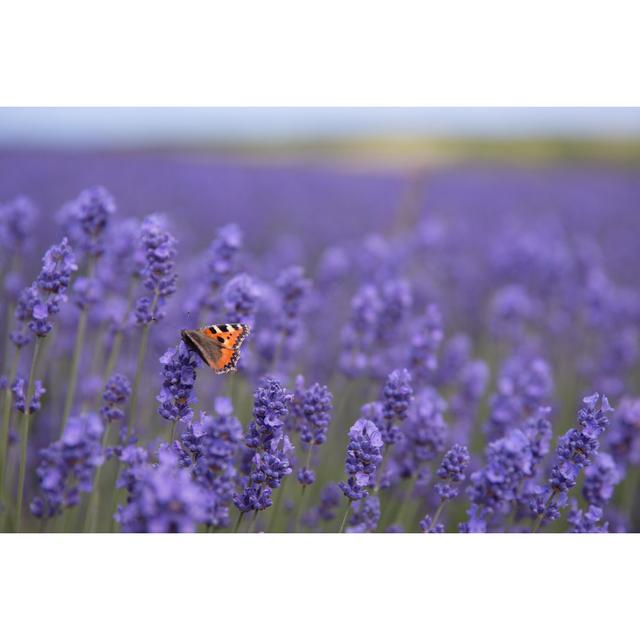 Butterfly on Lavender Flower by Teamjackson - Wrapped Canvas Photograph Marlow Home Co. Size: 51cm H x 76cm W on Productcaster.