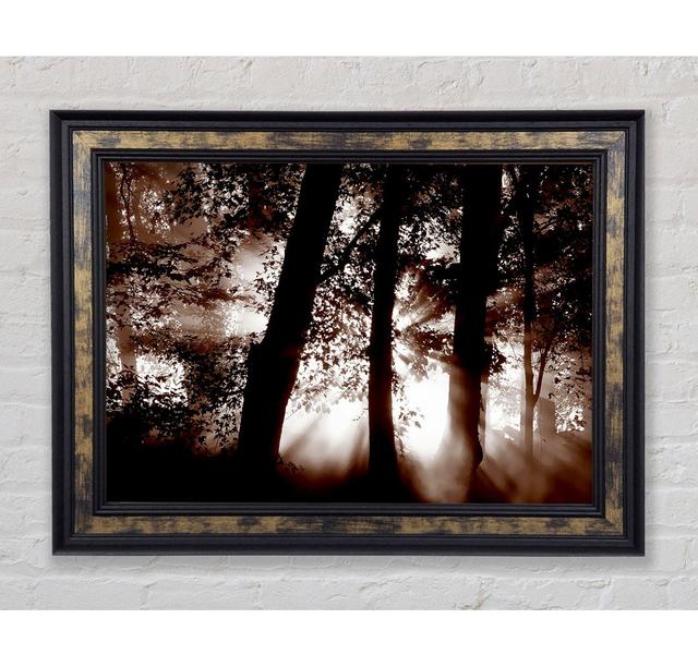 Sunrays Through The Woodland Brown Framed Print Bright Star Size: 100cm H x 141.4cm W on Productcaster.