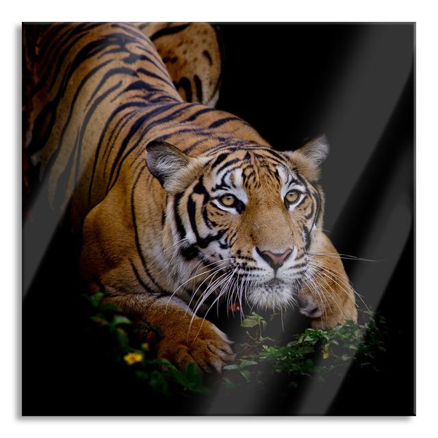 Mighty Lurking Tiger - No Frame Print on Glass 17 Stories Size: 70cm H x 70cm W x 0.4cm D on Productcaster.