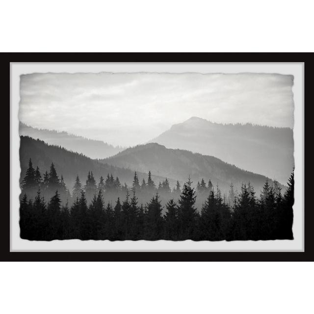 Pinetree Forest - Picture Frame Photograph Alpen Home Size: 38cm H x 45cm W on Productcaster.