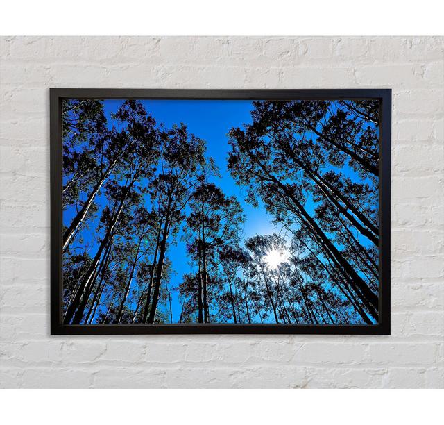 Blue Tree Top Skys Framed Print Bright Star Size: 84.1cm H x 118.9cm W on Productcaster.