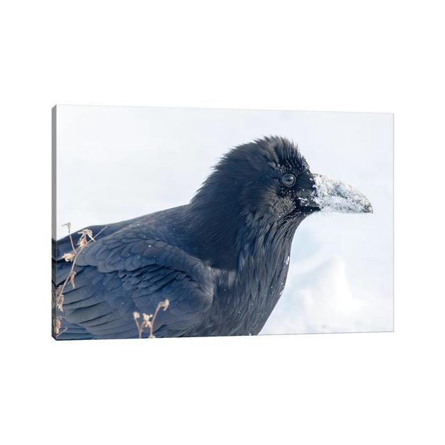 The Common Raven (Northern Raven) Is A Large All-Black Passerine Bird Found Across The Northern Hemisphere by Richard Wright - Wrapped Canvas Print Cl on Productcaster.