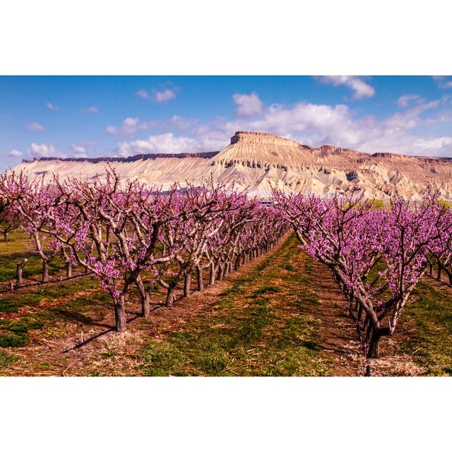 Blooming Peach Orchards by Tvirbickis - Wrapped Canvas Photograph Alpen Home Size: 81cm H x 122cm W on Productcaster.