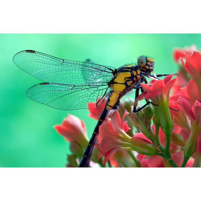 Ridgewell Dragonfly - Print 17 Stories Size: 61cm H x 91cm W x 3.8cm D on Productcaster.