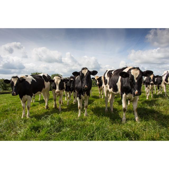 Young Dairy Cows by Deb Drury - Wrapped Canvas Photograph Brambly Cottage Size: 30cm H x 46cm W on Productcaster.