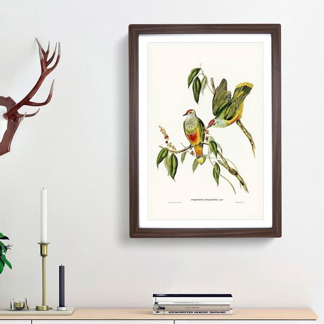 Swainson's Fruit Pigeons by Elizabeth Gould - Picture Frame Art Prints East Urban Home Frame Option: Walnut Framed, Size: 65cm H x 48cm W x 2cm D on Productcaster.