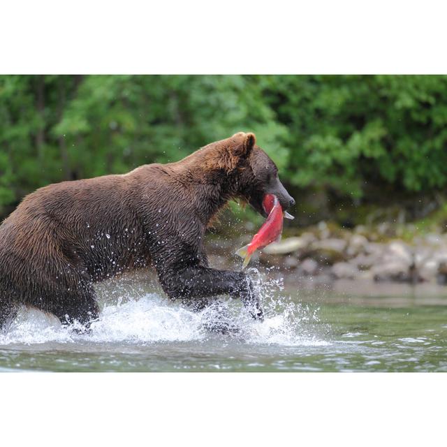 Dacoma Brown Bear Catching Fish by LeonardoP - Wrapped Canvas Print Alpen Home Size: 81cm H x 122cm W x 3.8cm D on Productcaster.