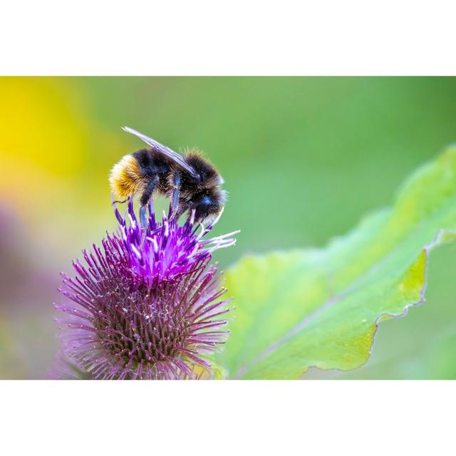 Gisa Red-Tailed Bumblebee by Sander Meertins - Wrapped Canvas Print Latitude Run Size: 30cm H x 46cm W x 3.8cm D on Productcaster.