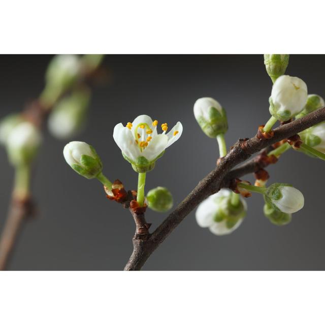 Spring Blooming - Wrapped Canvas Photograph Ebern Designs Size: 61cm H x 91cm W on Productcaster.