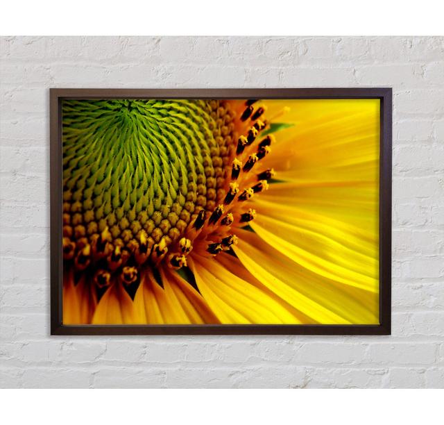 Sunflower Centre Framed Print Bright Star Size: 84.1cm H x 118.9cm W on Productcaster.