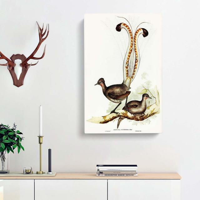 Lyrebird by Elizabeth Gould - Wrapped Canvas Graphic Art Print East Urban Home Size: 50cm H x 35cm W x 3cm D on Productcaster.