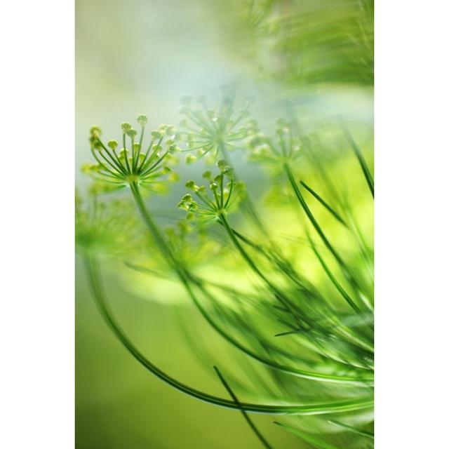 Fresh Dill by Tjasam - No Frame Art Prints on Canvas 17 Stories Size: 91cm H x 61cm W on Productcaster.