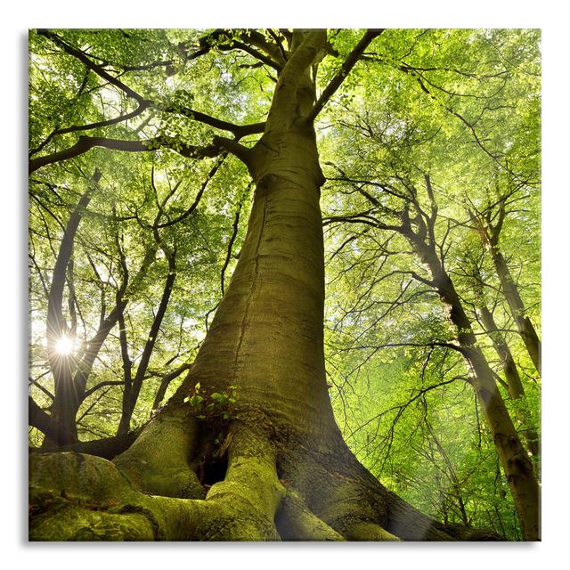 Huge Tree In The Jungle - No Frame Print on Glass Union Rustic Size: 80cm H x 80cm W x 0.4cm D on Productcaster.