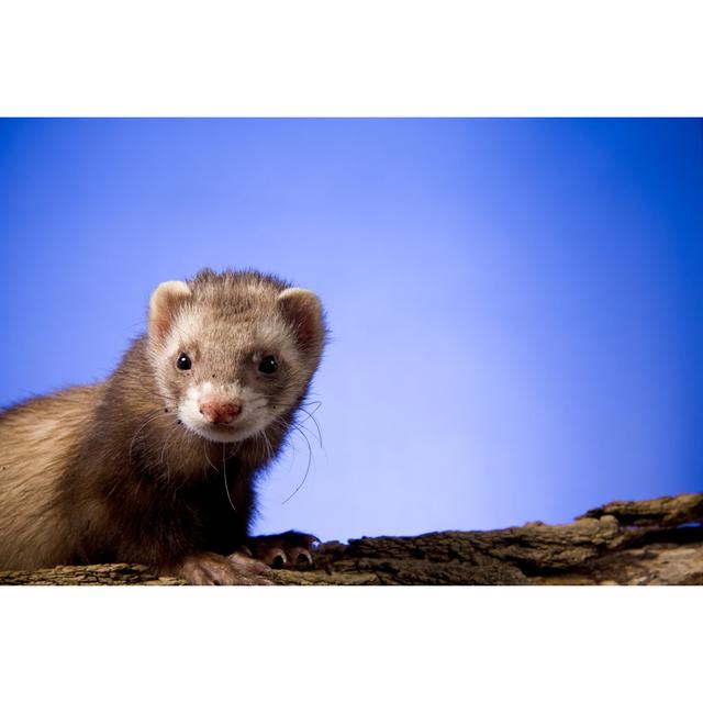 Ferret On A Log by Jhayes44 - No Frame Print on Canvas Alpen Home Size: 40cm H x 60cm W on Productcaster.