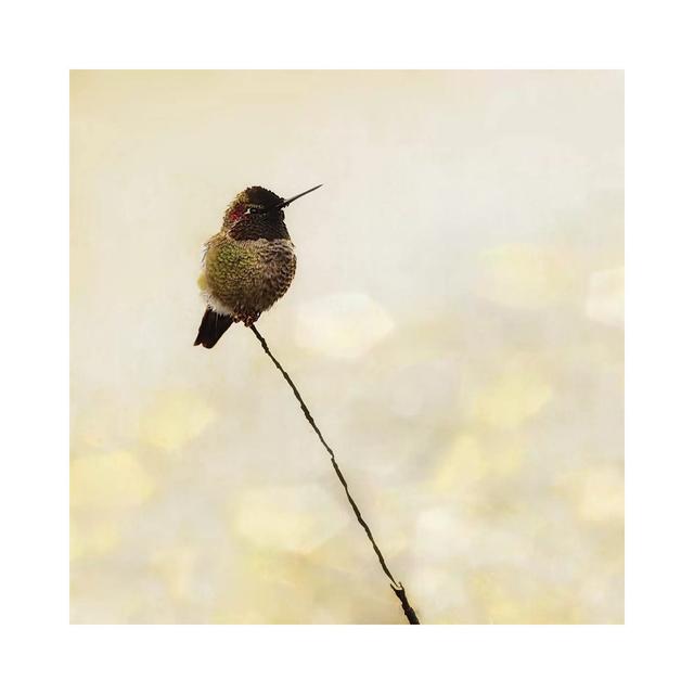 Hummingbird by MScottPhotography - Wrapped Canvas Print Latitude Run Size: 45.72cm H x 45.72cm W x 3.81cm D on Productcaster.