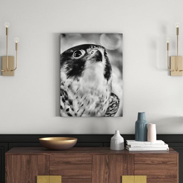 Leinwandbild Schöner grauer Adler in Monochrom East Urban Home Größe: 60 cm H x 40 cm B on Productcaster.