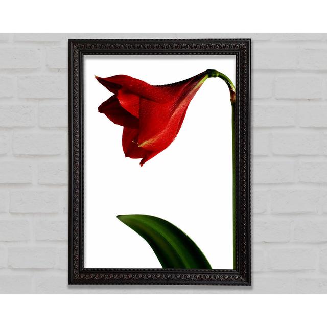 Single Picture Frame Art Prints Bright Star Size: 29.7cm H x 21cm W on Productcaster.