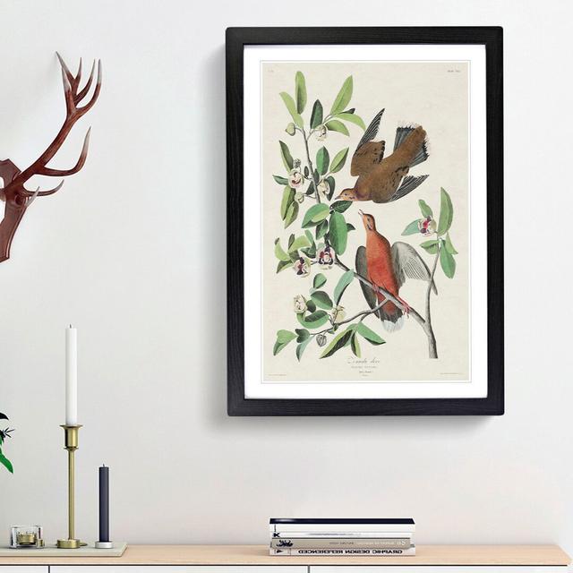 Lenaida Doves by John James Audubon - Picture Frame Painting Print East Urban Home Size: 36cm H x 27cm W x 2cm D, Frame Option: Black Framed on Productcaster.