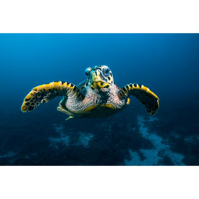 Sea Turtle by Atese - Wrapped Canvas Print 17 Stories Size: 20"H x 30"W on Productcaster.