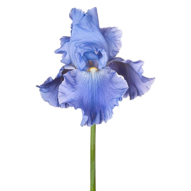 Iris by _Vilor - Wrapped Canvas Print Latitude Run Size: 91cm H x 61cm W x 3.8cm D on Productcaster.