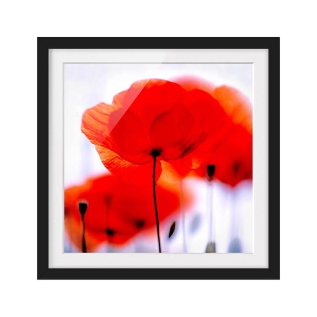 Magic Poppies - Picture Frame Graphic Art Print on Paper East Urban Home Size: 70cm H x 70cm W x 2cm D, Frame Options: Matt Black on Productcaster.