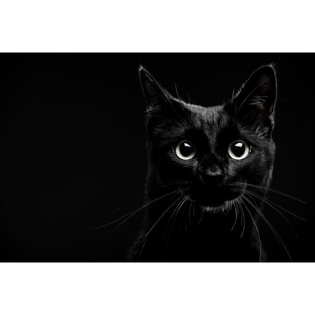 Black Cat by D-Keine - Print 17 Stories Size: 20cm H x 30cm W on Productcaster.