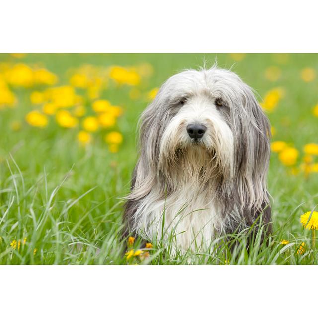 Bearded Collie In The Nature by DianaHirsch - No Frame Art Prints on Canvas Latitude Run Size: 61cm H x 91cm W on Productcaster.