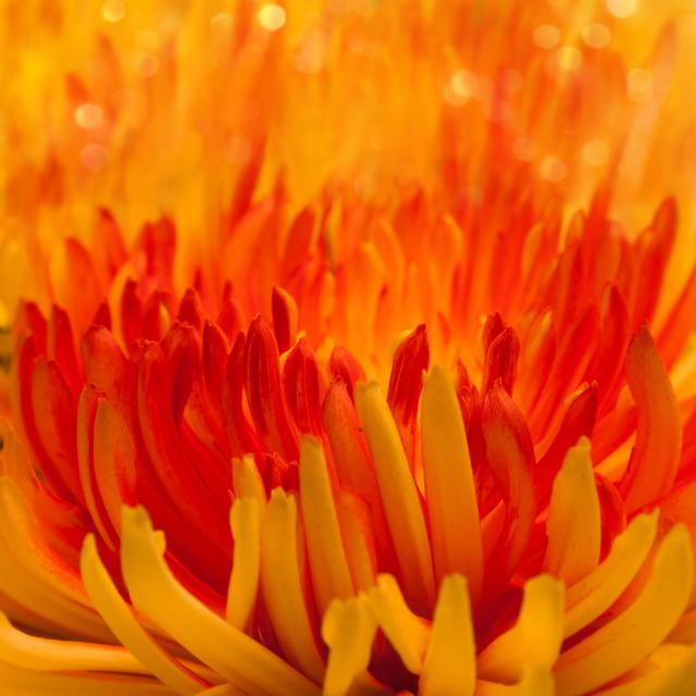 Macro Orange-Red Flower by Serazetdinov - Wrapped Canvas Photograph 17 Stories Size: 30cm H x 30cm W on Productcaster.