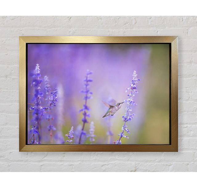 Humming Bird Feeding Time Framed Print Bright Star Size: 59.7cm H x 84.1cm W on Productcaster.