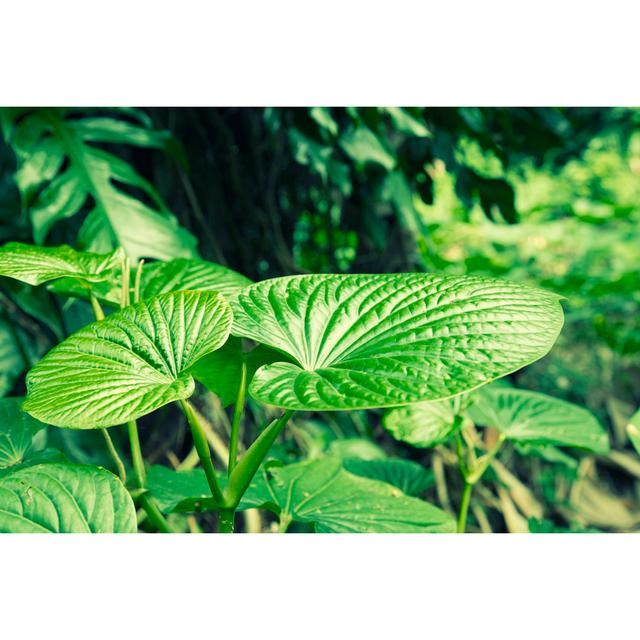 Kava Leafs in the Forest by I Am A Female Photographer From Thailand I Love Create An Artworks With My Camera - Wrapped Canvas Photograph Pergo Classi on Productcaster.