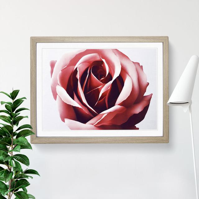 Mystical Rose Flower - Single Picture Frame Print Fairmont Park Size: 25cm H x 34cm W, Frame Colour: Oak on Productcaster.