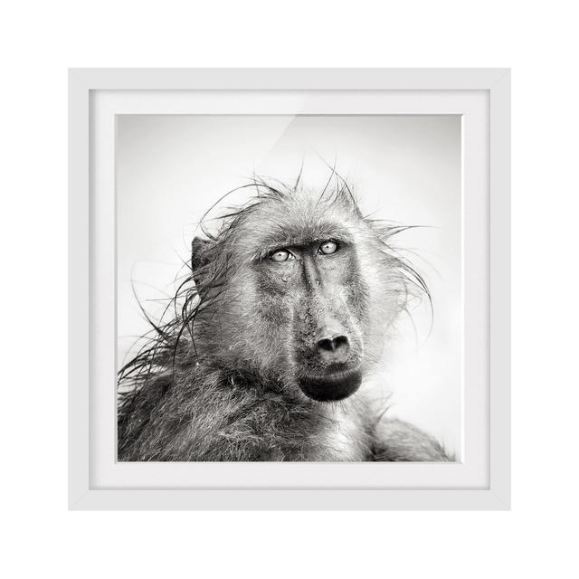 Crying Baboon Framed Photographic Art Print East Urban Home Frame Options: Matt white, Size: 70cm H x 70cm W on Productcaster.