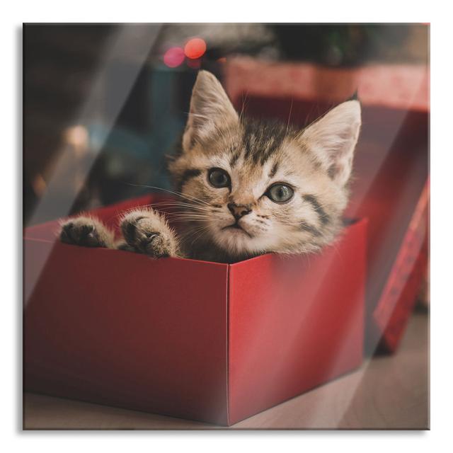 Glasbild Cute Kitten in a Box 17 Stories Größe: 60 cm H x 60 cm B x 0.4 cm T on Productcaster.