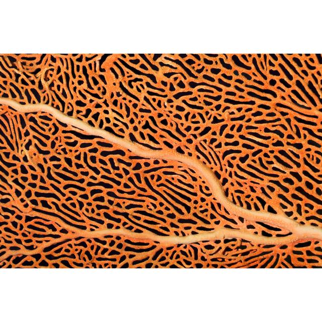 Beautiful Gorgonian von Ifish - Drucken Fairmont Park Größe: 50 cm H x 75 cm B on Productcaster.