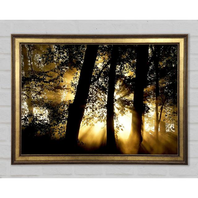 Golden Sun Beam Forest - Single Picture Frame Art Prints Union Rustic Size: 42cm H x 59.7cm W x 1.5cm D on Productcaster.