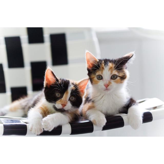 Sister Kittens by Aceshot - Wrapped Canvas Photograph Latitude Run Size: 20cm H x 30cm W on Productcaster.