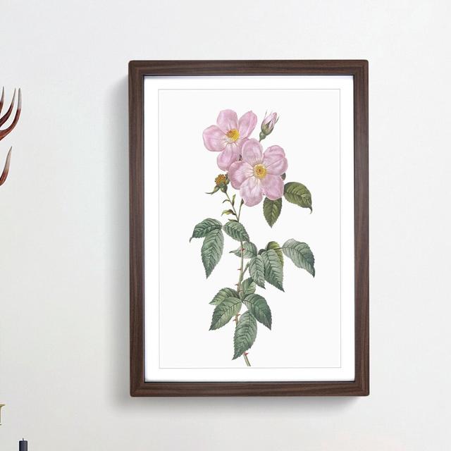 Tea-Scented Rose in Pink by Pierre-Joseph Redoute - Picture Frame Art Print East Urban Home Size: 65cm H x 48cm W x 2cm D, Frame Option: Walnut Framed on Productcaster.