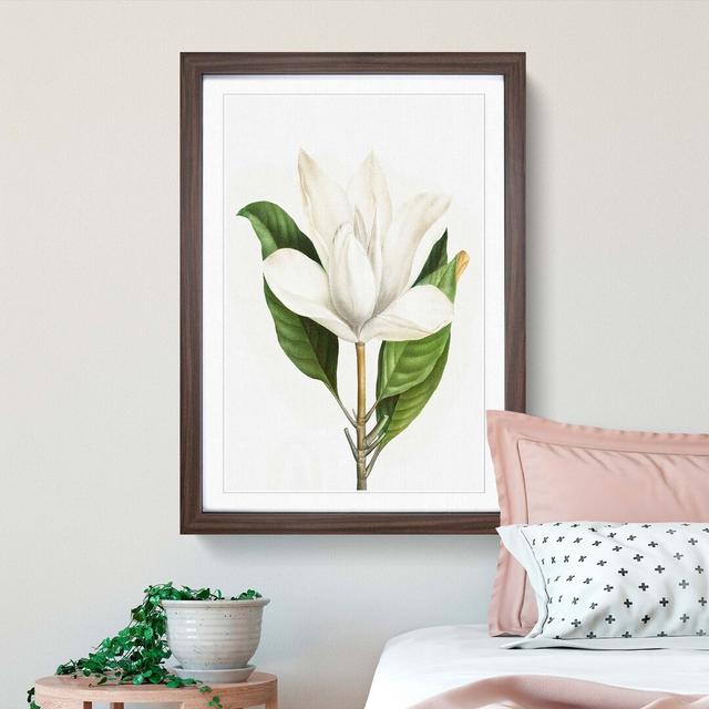 White Southern Magnolia Flower by Pierre-Joseph Redoute - Picture Frame Art Prints East Urban Home Size: 65cm H x 48cm W x 2cm D, Frame Option: Walnut on Productcaster.