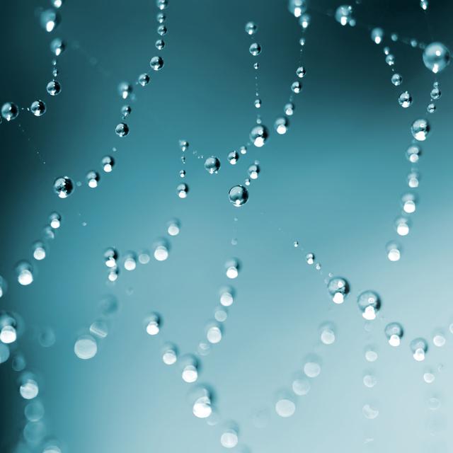 Drops On The Spider Web 17 Stories Size: 91cm H x 91cm W x 3.8 cm D on Productcaster.