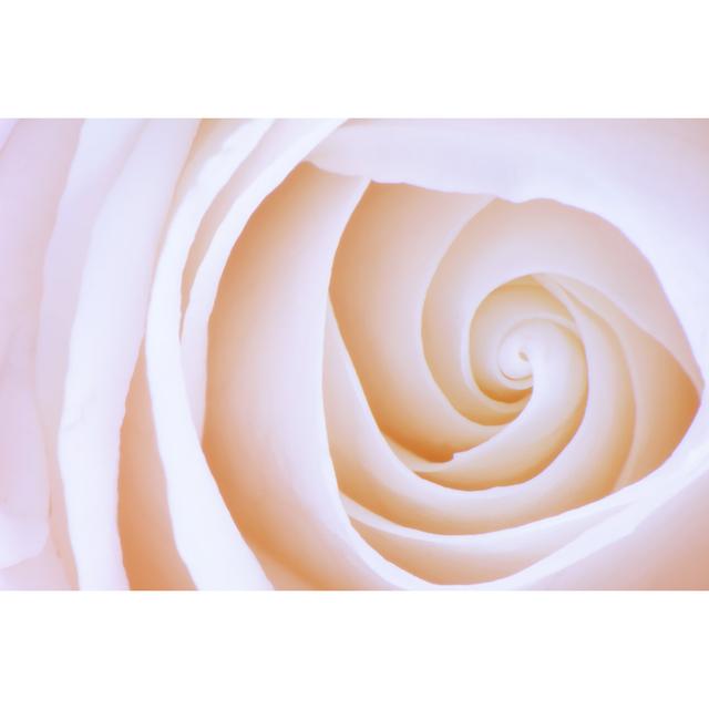 Pink Rose by Unknown - Wrapped Canvas Photograph Fairmont Park Size: 81cm H x 122cm W on Productcaster.