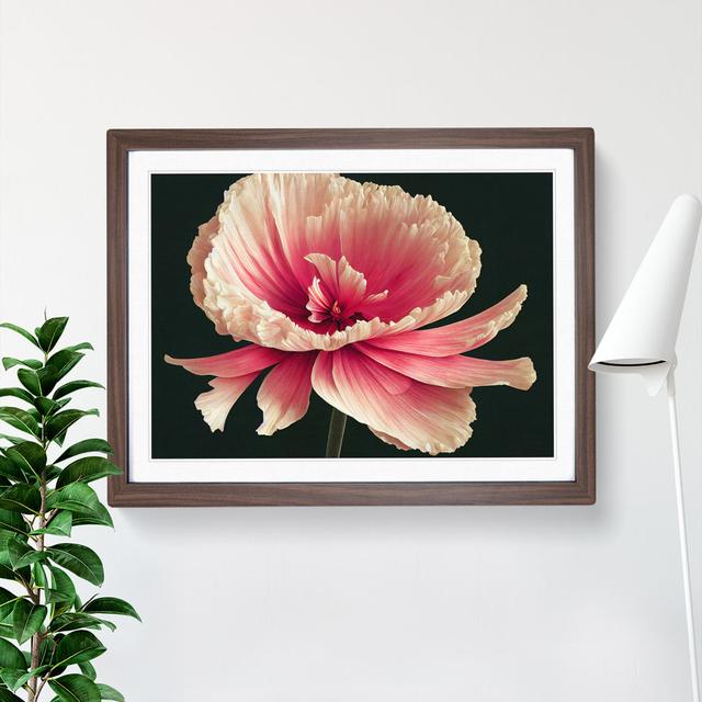 Radiant Carnation Flower - Picture Frame Graphic Art Marlow Home Co. Frame Colour: Walnut Framed, Size: 34cm H x 46cm W x 2cm D on Productcaster.