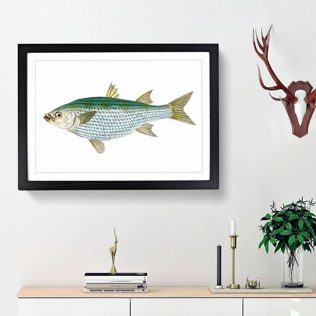 Mullet Fish by Edward Donovan - Picture Frame Painting Print East Urban Home Frame Option: Black Framed, Size: 36cm H x 48cm W x 2cm D on Productcaster.