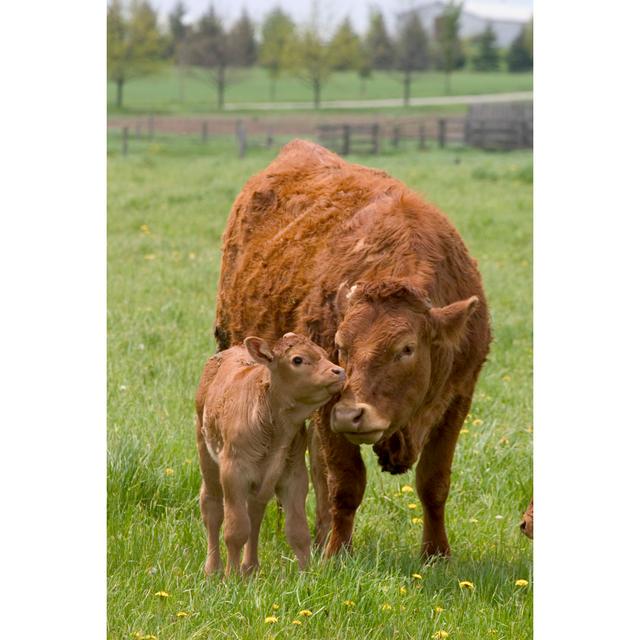 Beef Cow And Calf by Tillsonburg - No Frame Art Prints on Canvas Brambly Cottage Size: 46cm H x 30cm W on Productcaster.