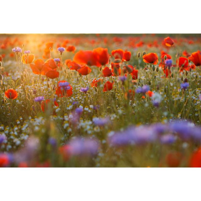 Poppy Field - Wrapped Canvas Art Prints ClassicLiving Size: 30cm H x 46cm W x 3.8cm D on Productcaster.