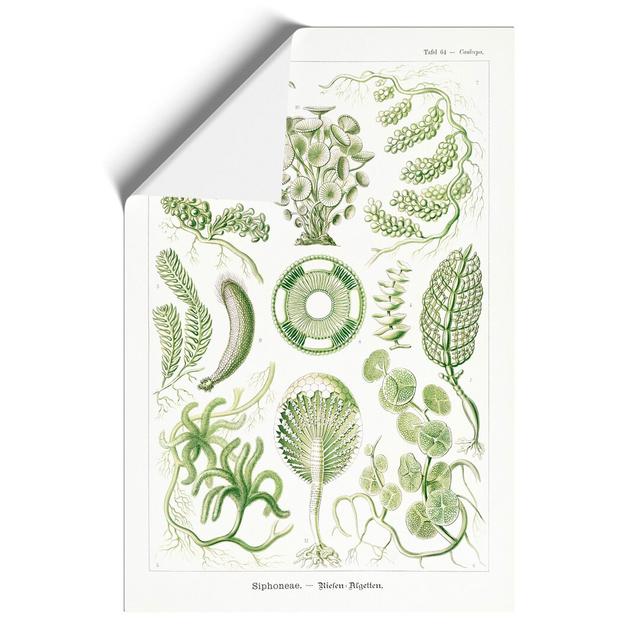 Siphoneae Algae by Ernst Haeckel - Unframed Painting East Urban Home Size: 30cm H x 21cm W x 0.1cm D on Productcaster.