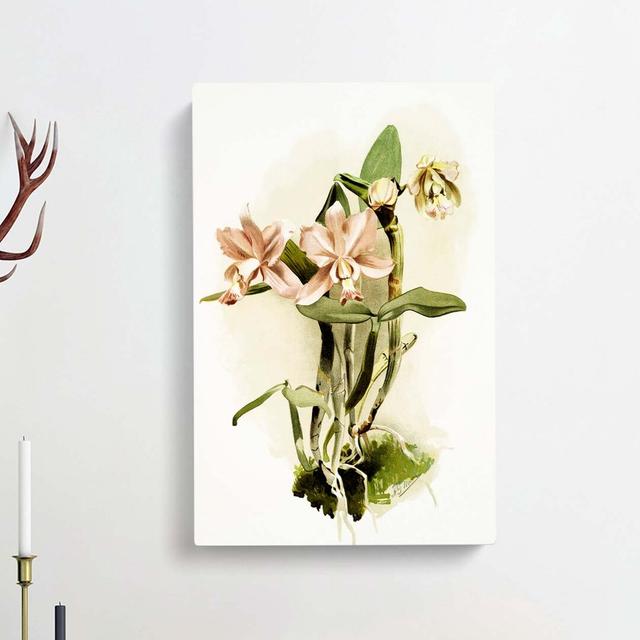 Magnolia Flowers Illustration Tab. 40 by Frederick Sander - Wrapped Canvas Graphic Art Print East Urban Home Size: 60cm H x 40cm W x 3cm D on Productcaster.