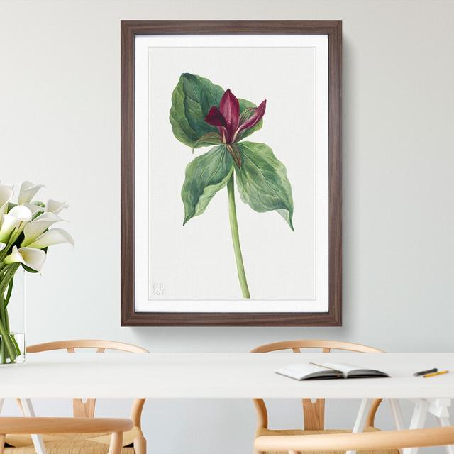 Whippoorwill Flower by Mary Vaux Walcott - Picture Frame Painting East Urban Home Frame Option: Walnut, Size: 48cm H x 36cm W x 2cm D on Productcaster.