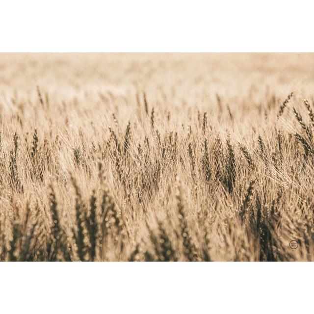 Dakota Wheat Fields by Nathan Larson - Wrapped Canvas Print 17 Stories Size: 30cm H x 46cm W x 3.8cm D on Productcaster.